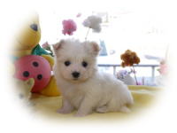 マルチーズ12月30日生まれの子犬-大阪