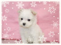 マルチーズ12月9日生まれの子犬画像