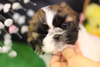 １月１５日生まれのシーズー子犬のお顔写真
