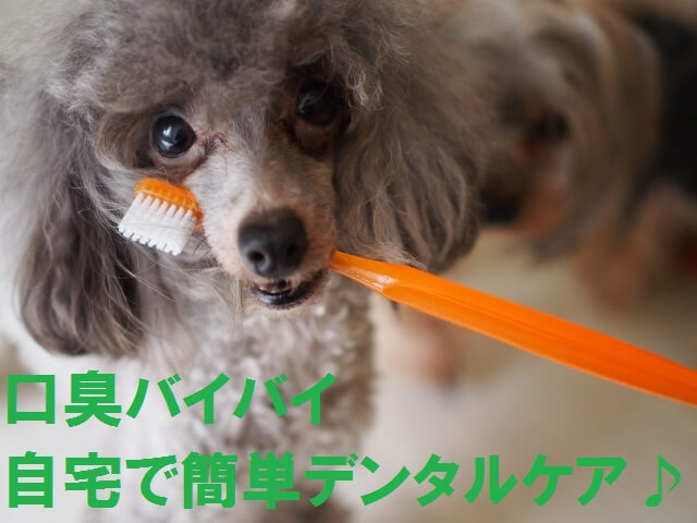 歯磨きを嫌がる愛犬におすすめの塗るだけ簡単デンタルジェル | ペット・はうすのブログ
