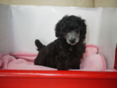 �g�C�v�[�h���V���o�[�q��