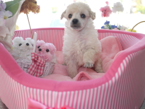 �v�[�h���z���C�g-���