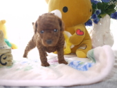 �v�[�h���q��-���