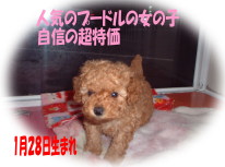 �g�C�v�[�h���@�A�v���R�b�g