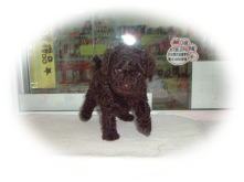 �g�C�v�[�h���@�u���E��