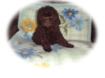 �v�[�h���@�u���E��