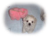 �g�C�v�[�h���@�z���C�g