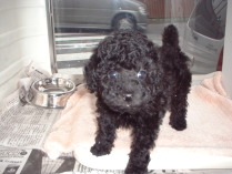 �v�[�h���@�u���b�N