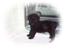 �g�C�v�[�h���@�u���b�N