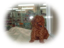 �g�C�v�[�h���@���b�h