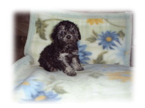 �v�[�h���@�V���o�[