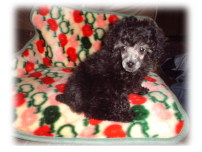 �v�[�h���@�V���o�[