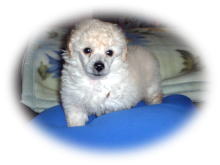 �g�C�v�[�h���@�z���C�g