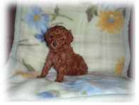 �g�C�v�[�h���@���b�h