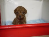 �g�C�v�[�h���q��-���