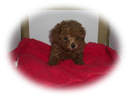 �g�C�v�[�h���@���b�h