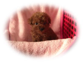 �g�C�v�[�h���@���b�h�@�q���@���