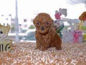 �v�[�h���q��-���