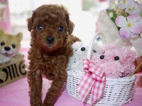 �v�[�h���q��-���