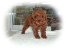 �g�C�v�[�h���@���b�h