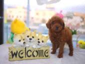 �v�[�h���q��