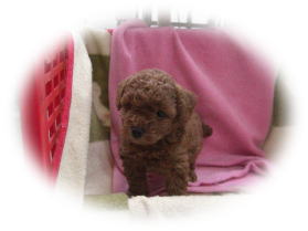 �g�C�v�[�h���@���b�h�@���X�@���