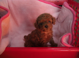 �g�C�v�[�h���@���b�h�@���X�@���